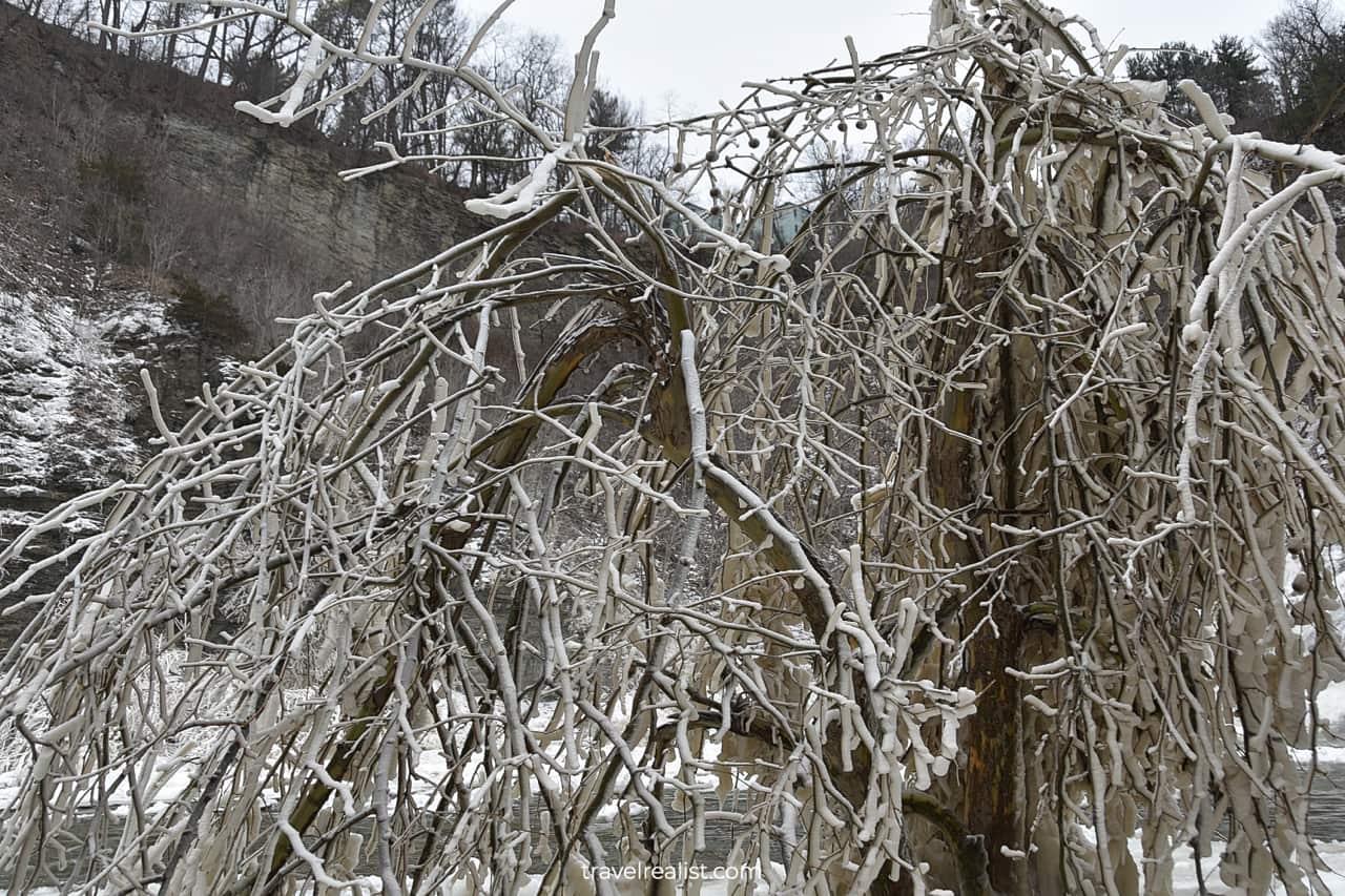 Frozen branches near Ithaca Falls in winter in Ithaca, New York, US