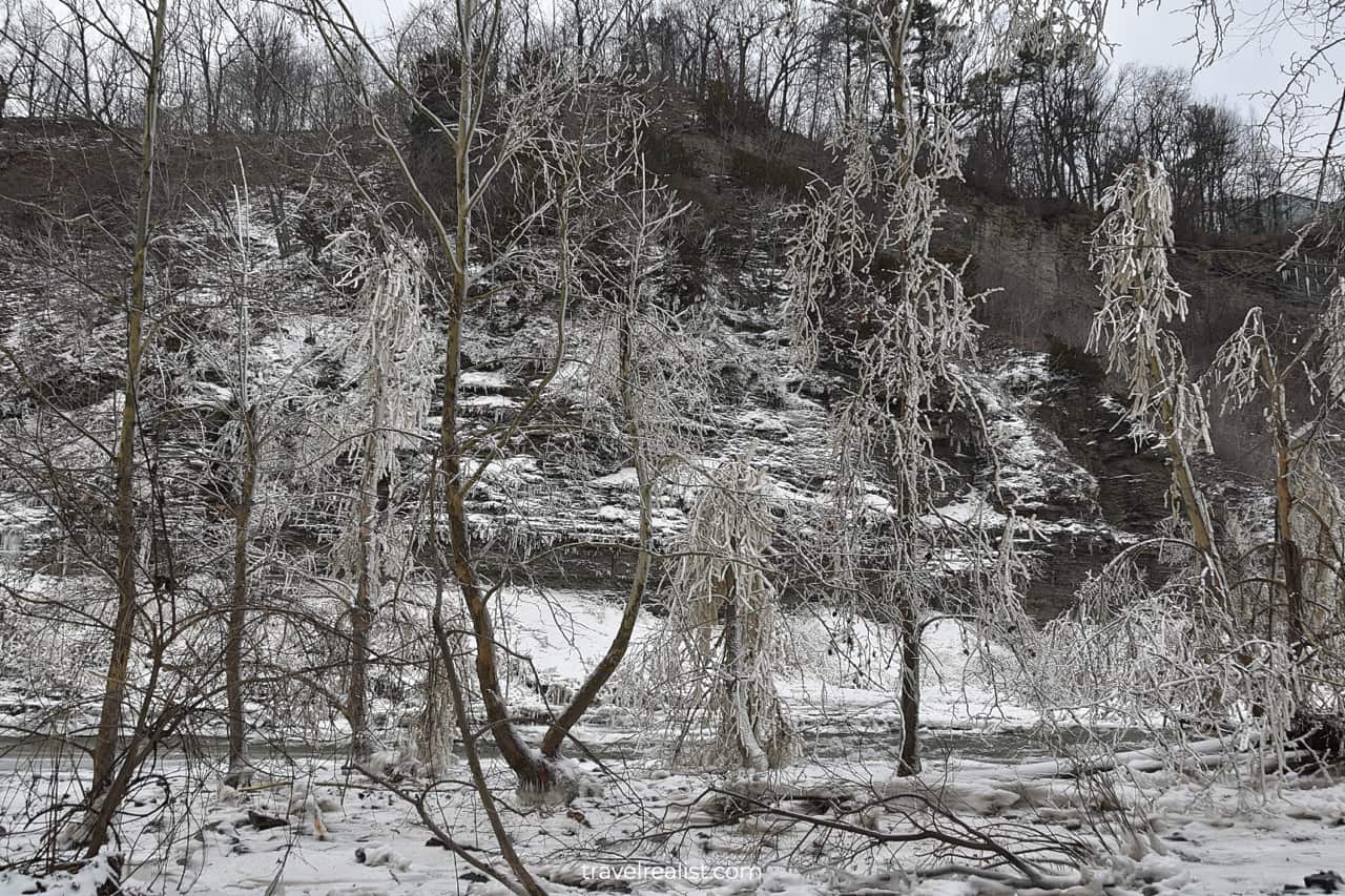 Frozen trees near Ithaca Falls in Ithaca, New York, US