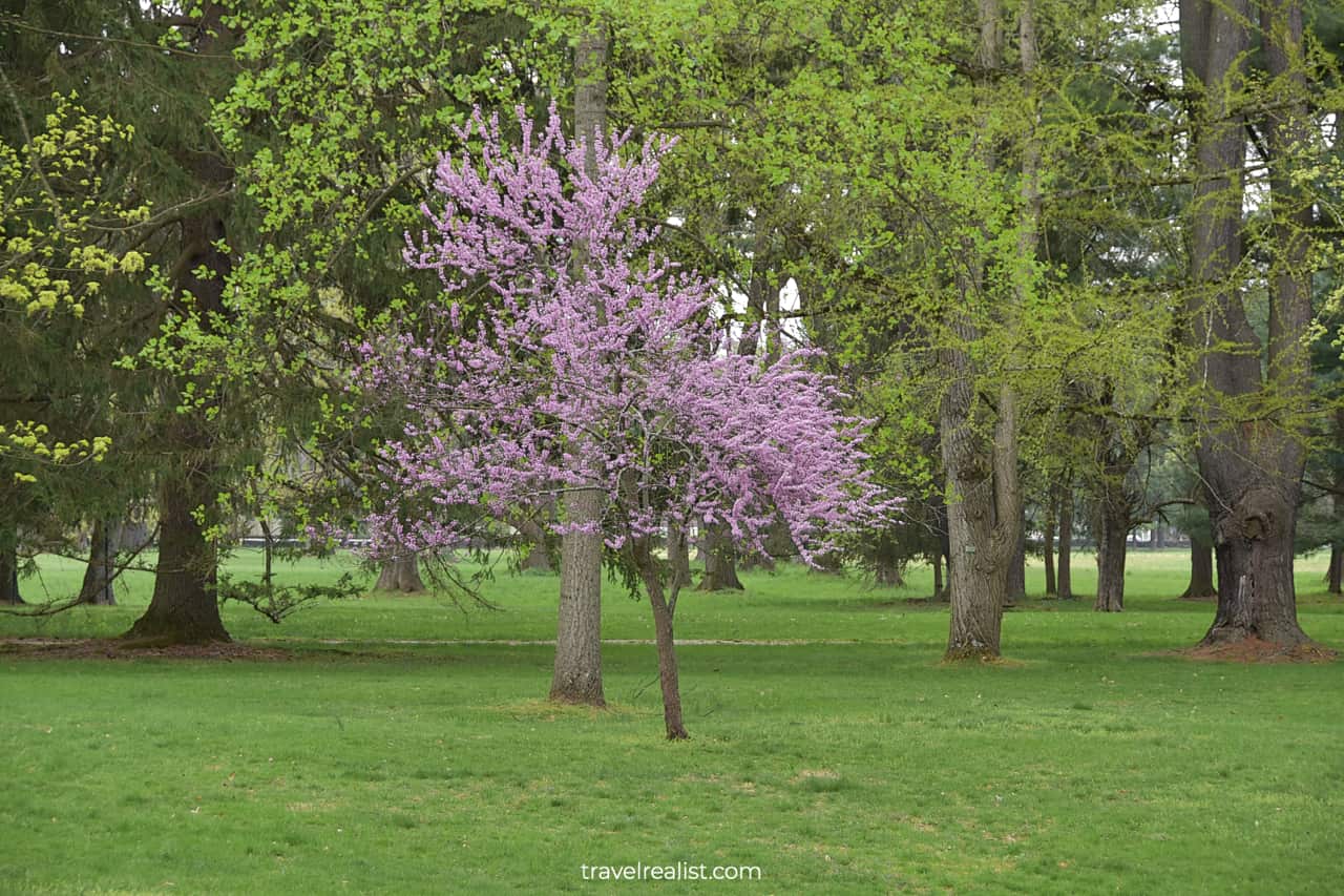 Tree in bloom near Visitor Center in Home of Franklin D Roosevelt National Historic Site, New York, US