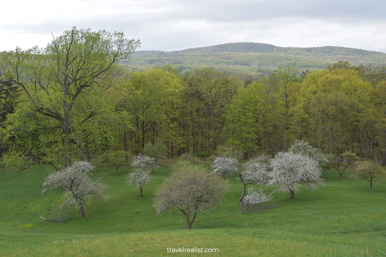 Forest Trail during spring blossom season in Home of Franklin D Roosevelt National Historic Site, New York, US