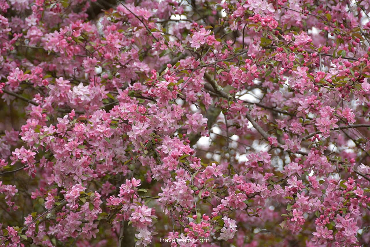 Blooming apple tree in Eleanor Roosevelt National Historic Site, New York, US