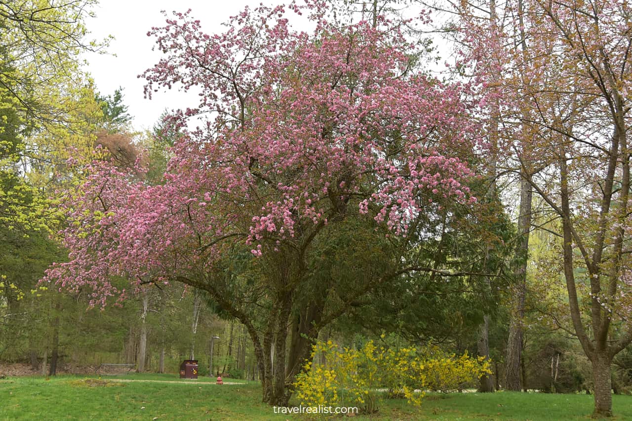 Spring blossom season in Eleanor Roosevelt National Historic Site, New York, US