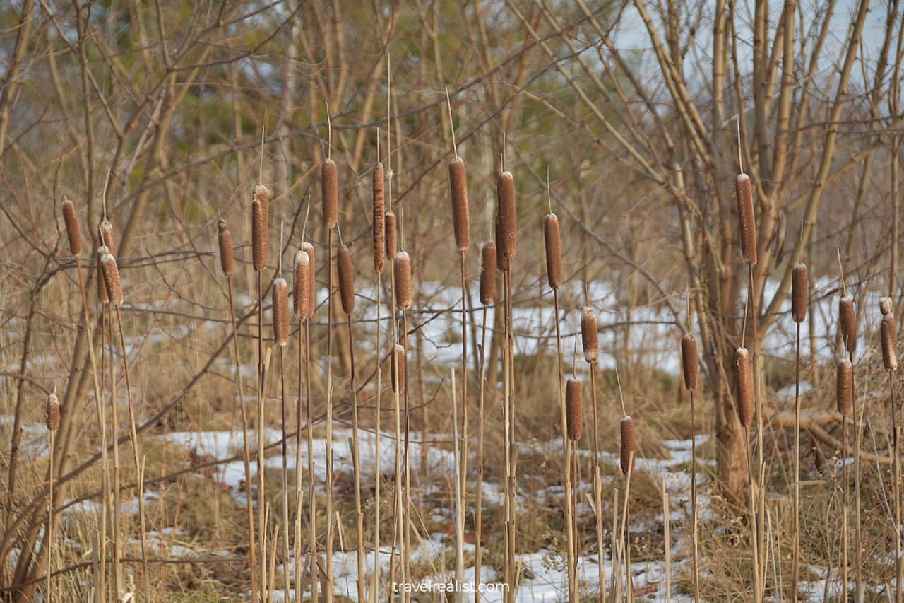 Cattails at Center for Conservation in Ball's Falls Conservation Area, Lincoln, Ontario, Canada