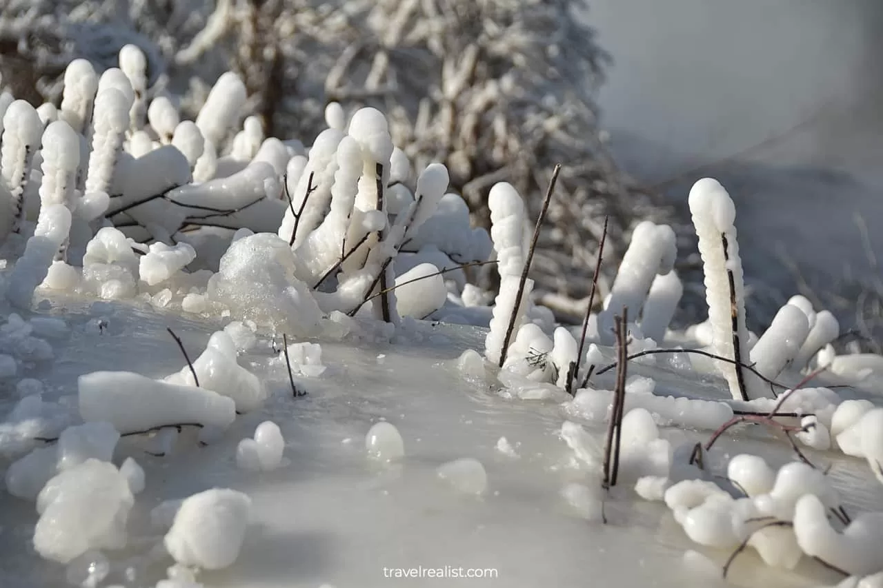 Ice and bushes in Niagara Falls State Park, New York, US