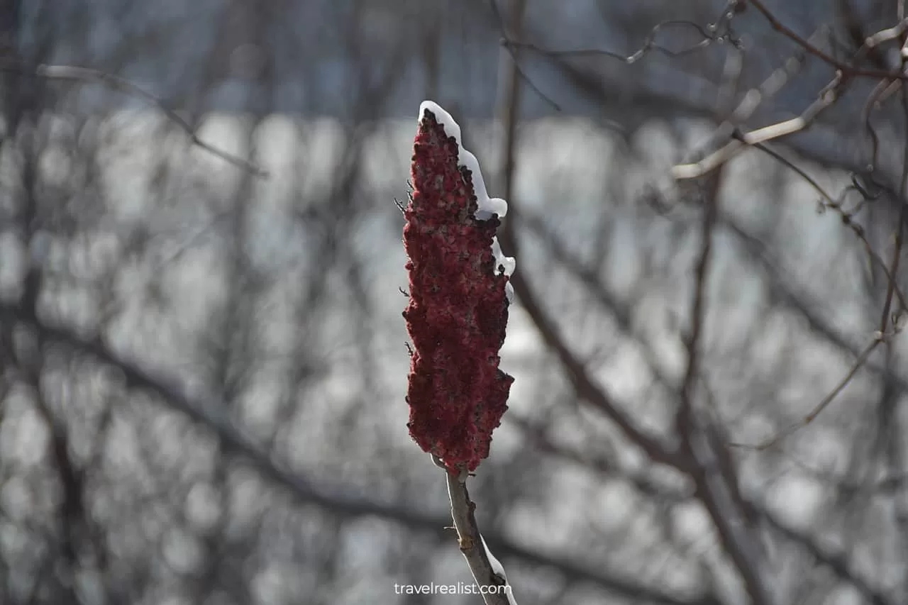 Ice on Staghorn Sumac flower in Niagara Falls State Park, New York, US
