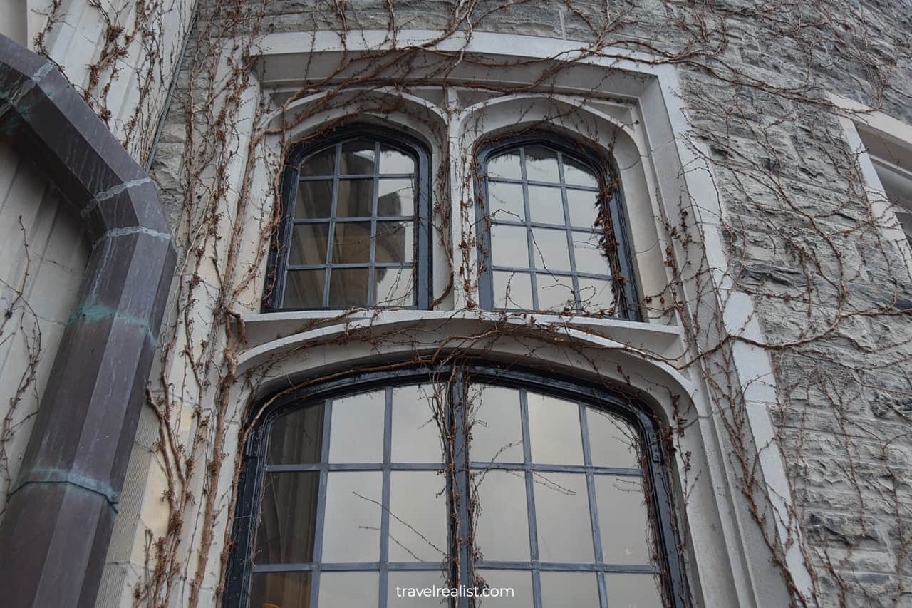 Ivy vines on Casa Loma mansion in Toronto, Ontario, Canada