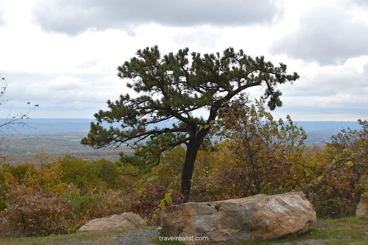 Evergreen tree in wind in High Point State Park, New Jersey, US