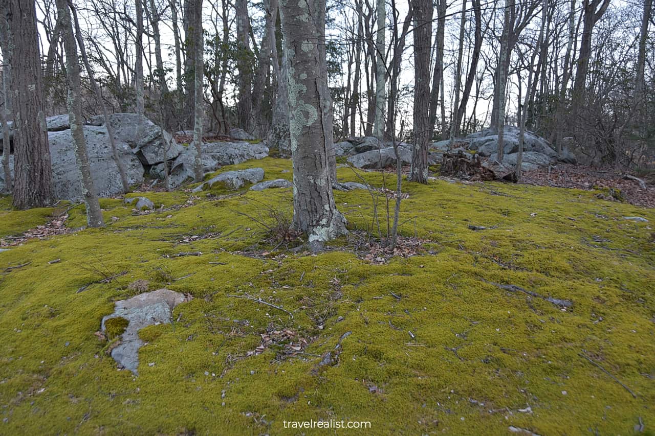 Winter moss in Silas Condict County Park, New Jersey, US
