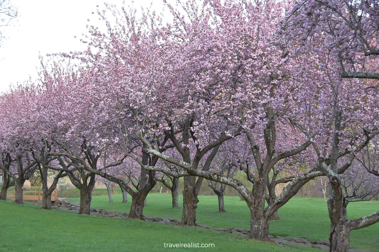 Blooming cherry alley in Hurd Park, Dover, New Jersey, US