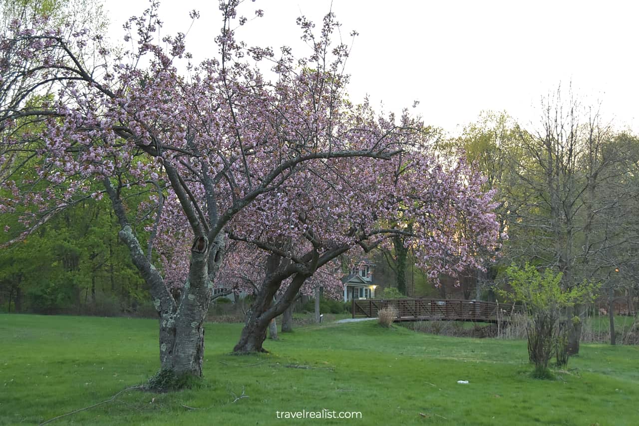 Cherry blossom in Hurd Park, Dover, New Jersey, US