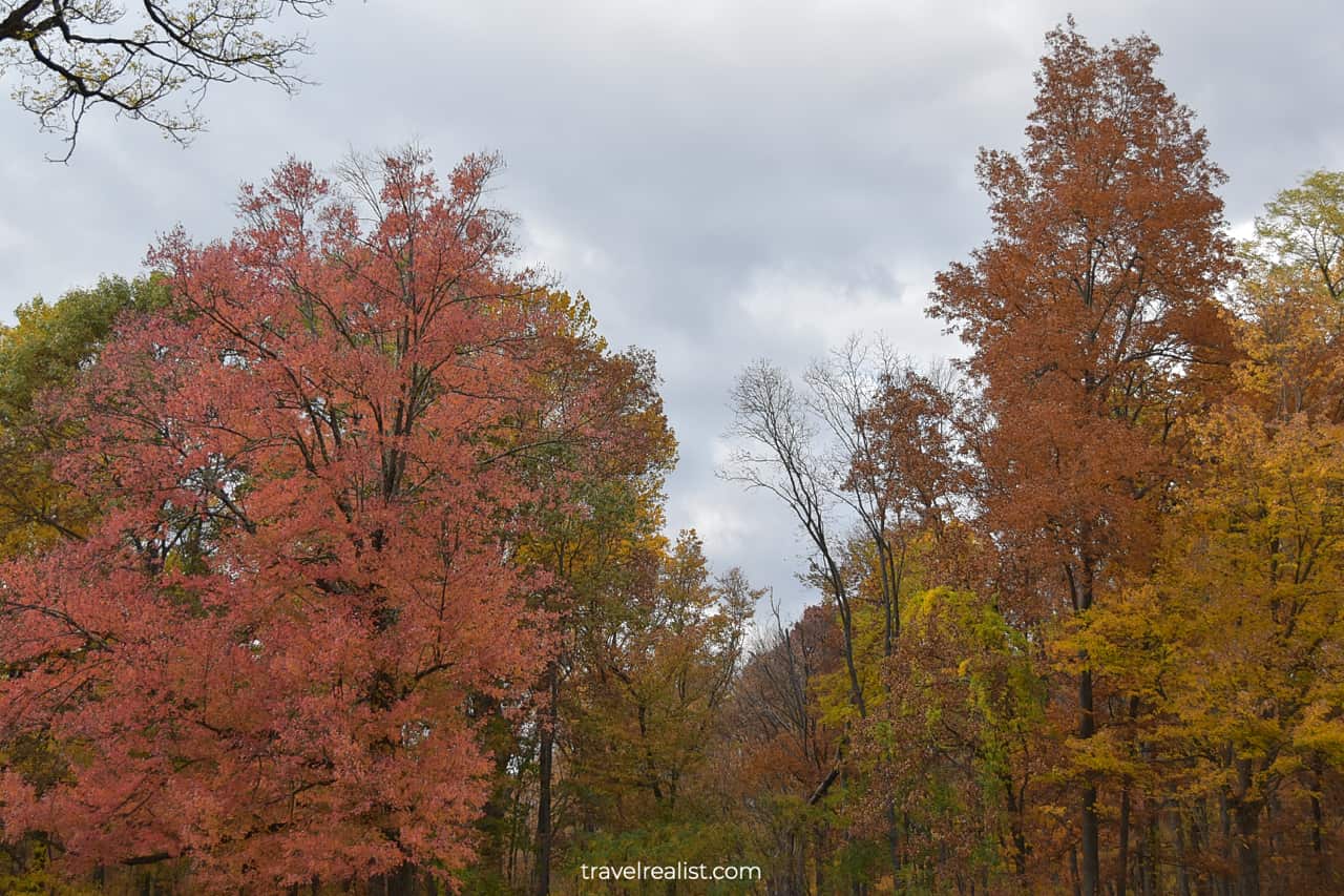 Fall foliage in Jockey Hollow in Morristown National Historical Park, New Jersey, US