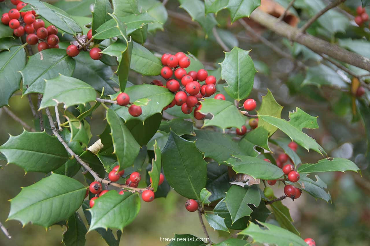 Holly shrub in Jockey Hollow in Morristown National Historical Park, New Jersey, US