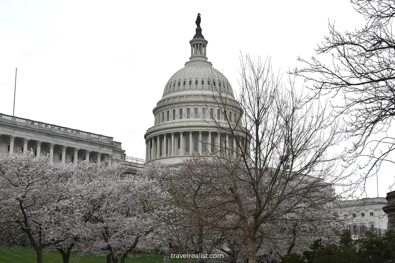 United States Capitol Building and cherry blossom trees in Washington, D.C., United States