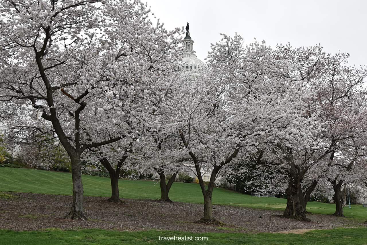 Cherry blossom trees in front of United States Capitol Building in in Washington, D.C., United States