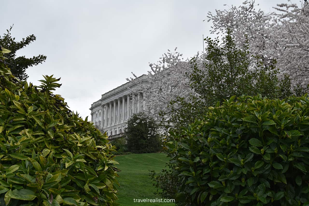 Blooming cherries and bushes near United States Capitol Building in Washington, D.C., United States