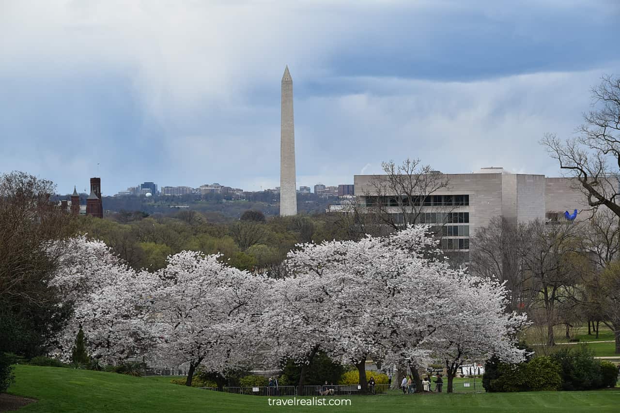 Cherries in bloom in front of Washington Monument in Washington, D.C., United States