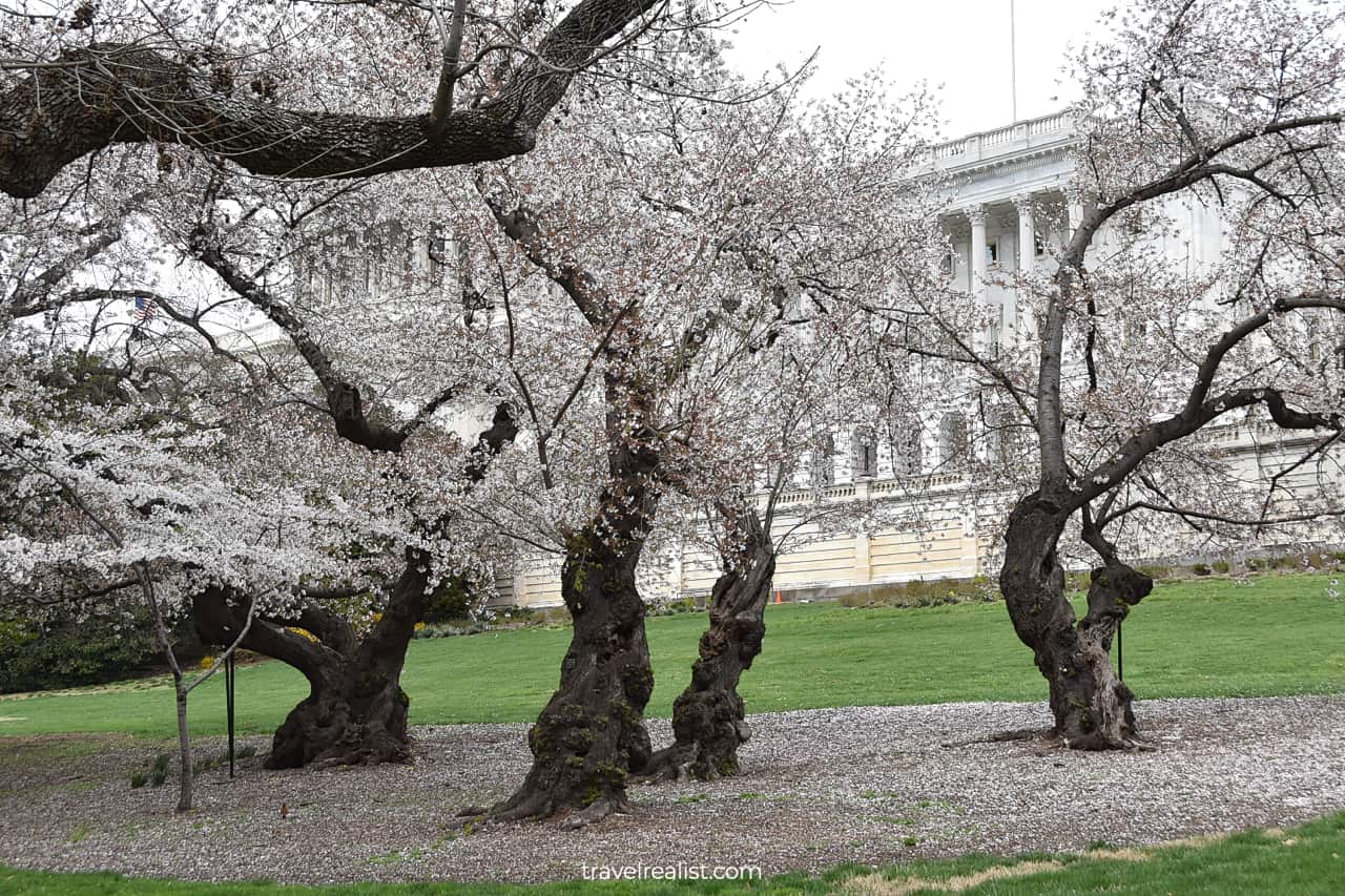 Cucumbertree magnolias in bloom in Washington, D.C., United States