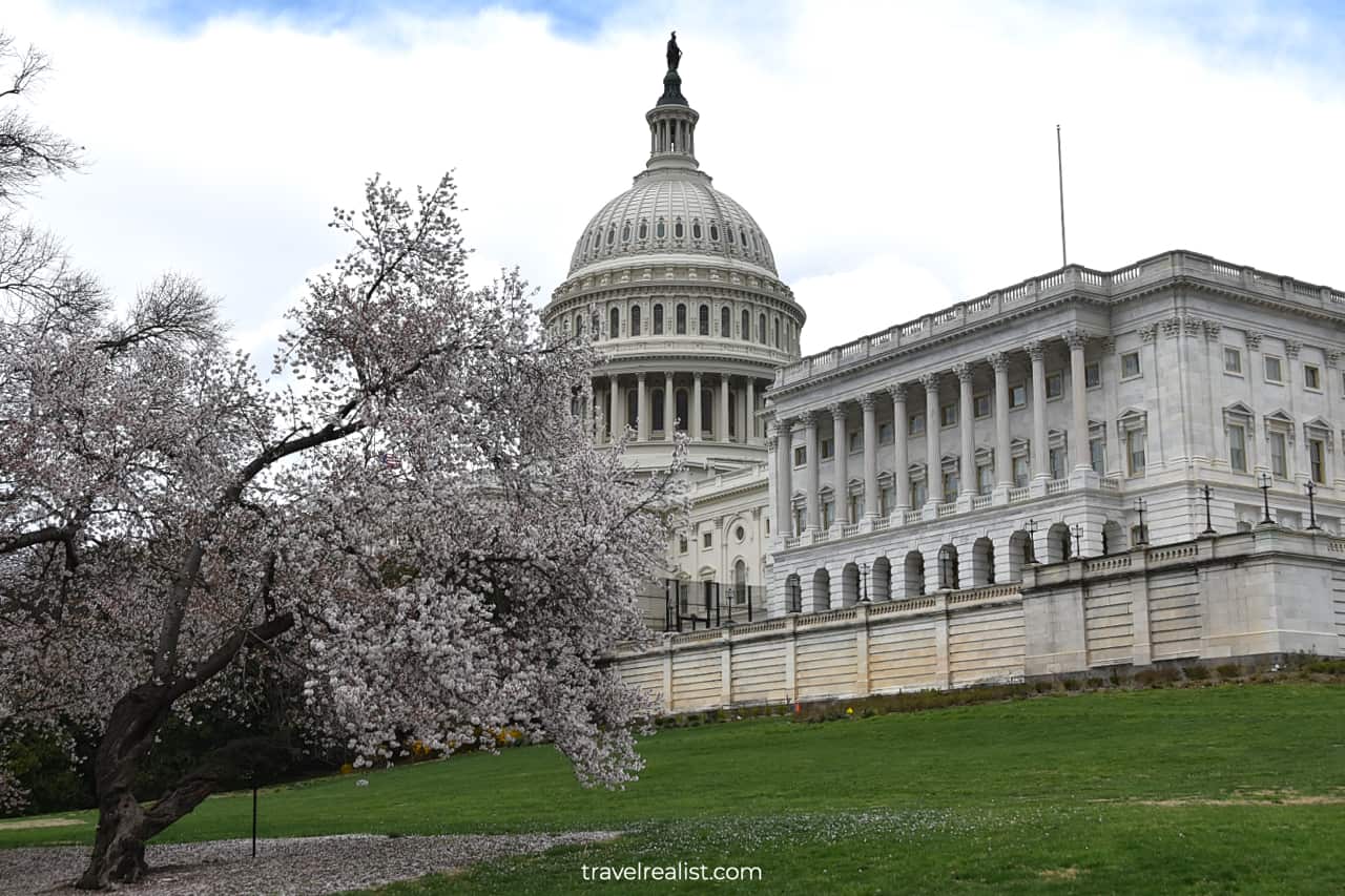 Blooming magnolia in front of United States Capitol Building in Washington, D.C., United States