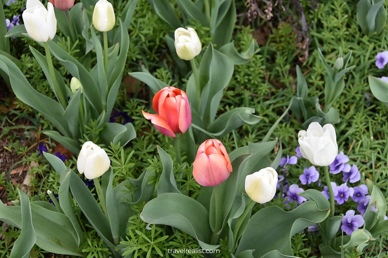 Tulips in Bartholdi Fountain and Gardens in Washington, D.C., United States