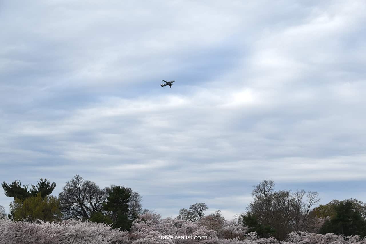 Plane taking off above blooming shores of Tidal Basin in Washington, D.C., United States