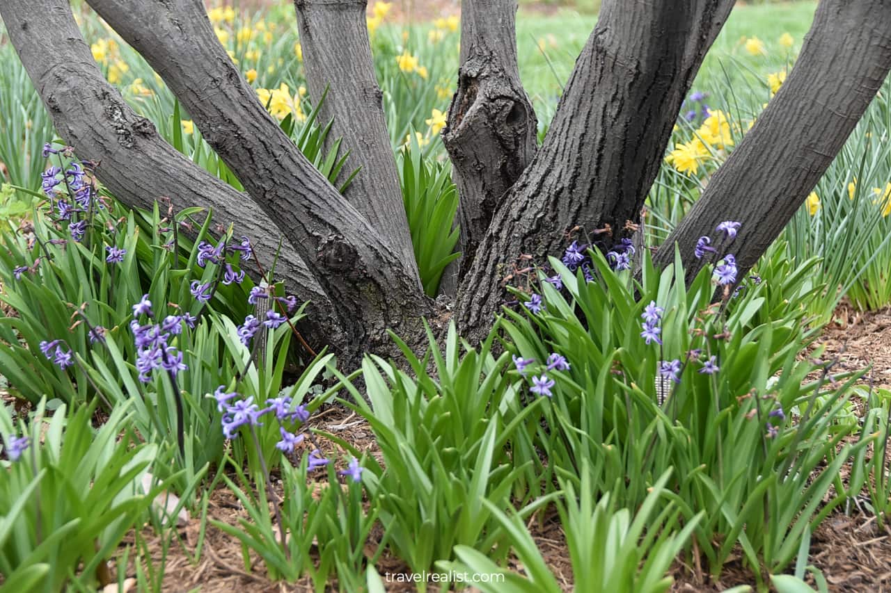 Tree and flowers in Bartholdi Fountain and Gardens in Washington, D.C., United States