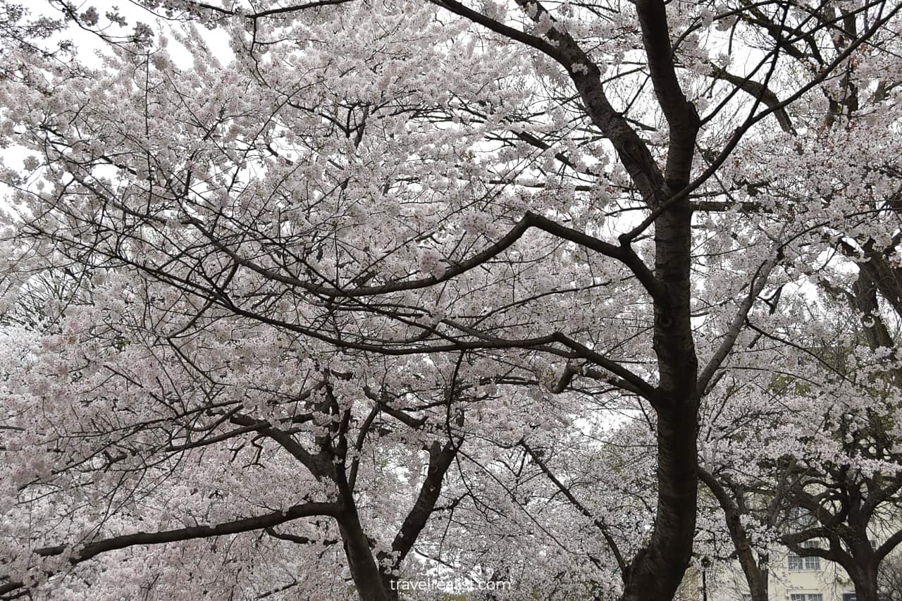 Cherry blossom trees near Tidal Basin in Washington, D.C., United States