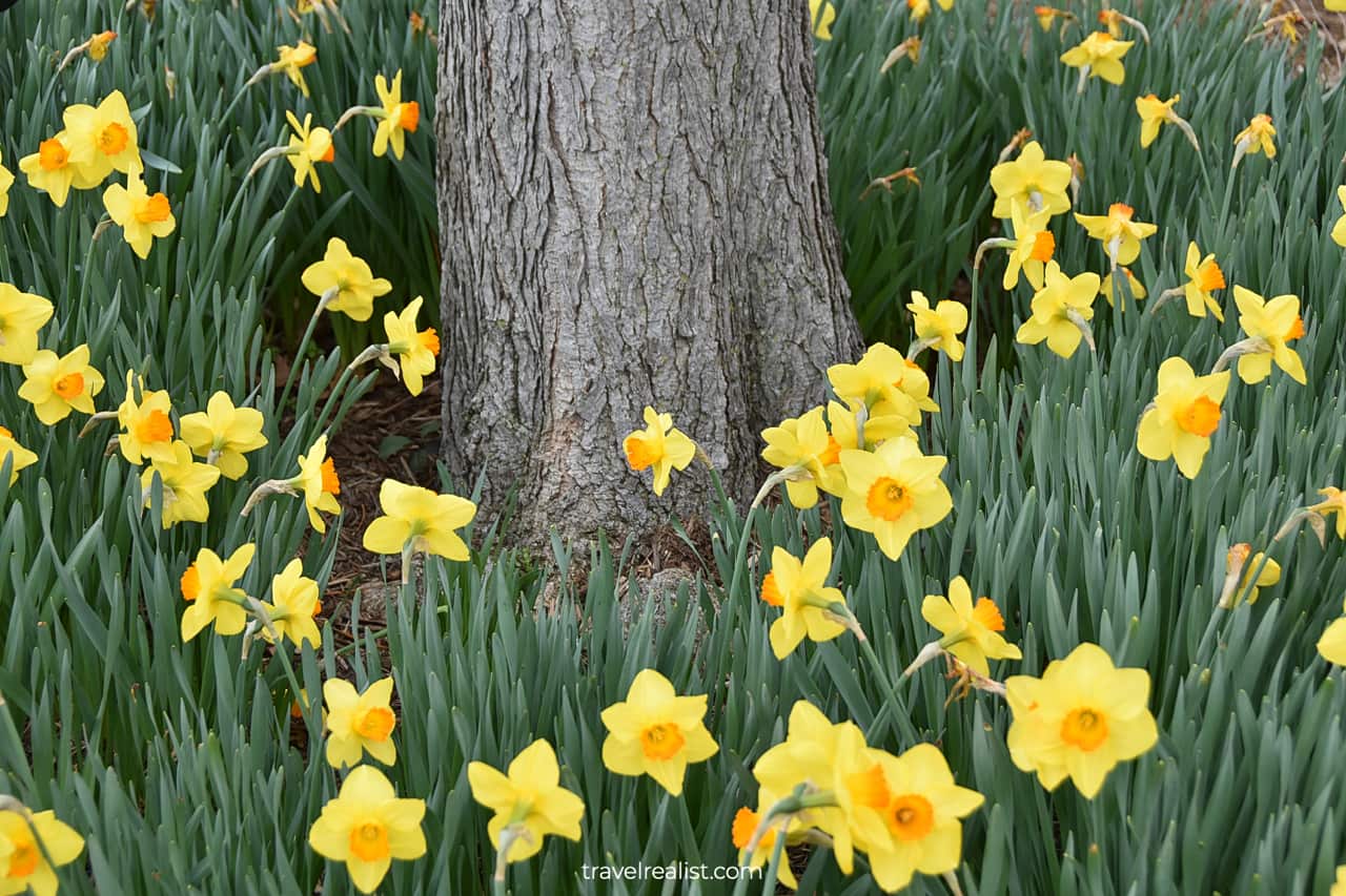 Yellow daffodils grow around tree in Bartholdi Fountain and Gardens in Washington, D.C., United States