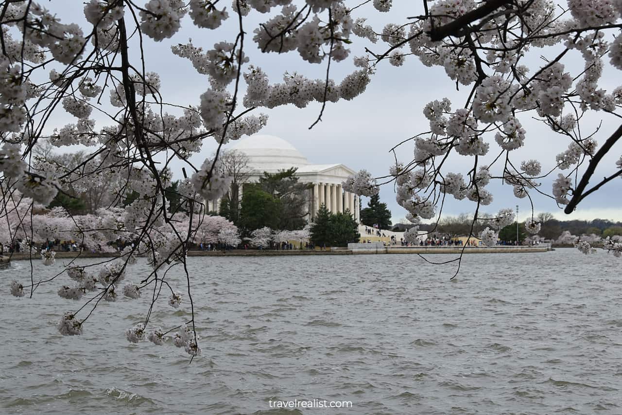 Cherry blossom trees cover Thomas Jefferson Memorial in Washington, D.C., United States