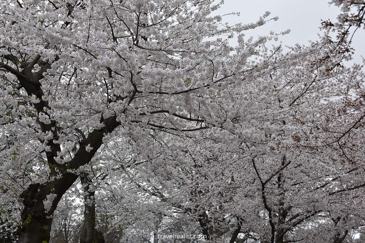 Cherry blossom at Lower Senate Park in Washington, D.C., United States