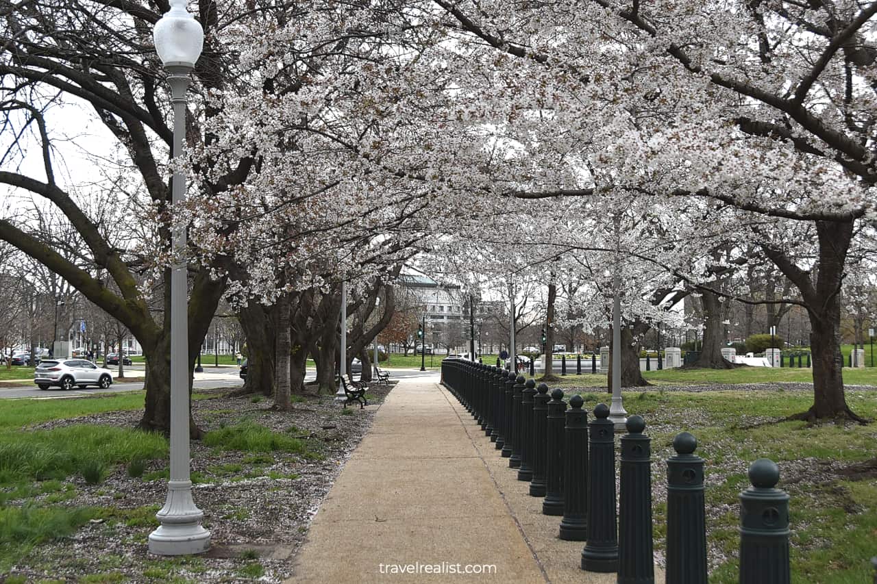 Cherry Blossom alley in Lower Senate Park in Washington, D.C., United States