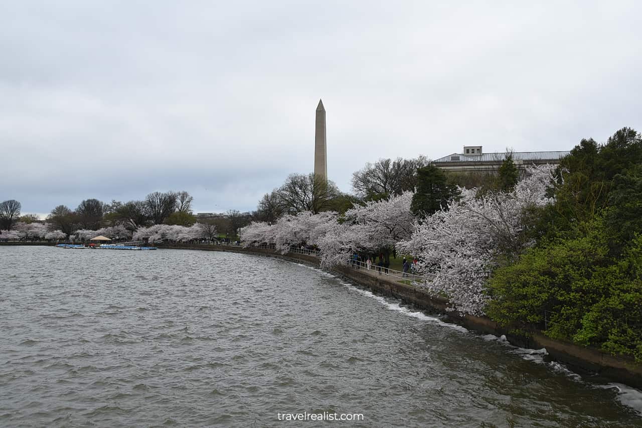 Cherry blossom trees and Washington Monument views from Outlet Bridge in Washington, D.C., United States