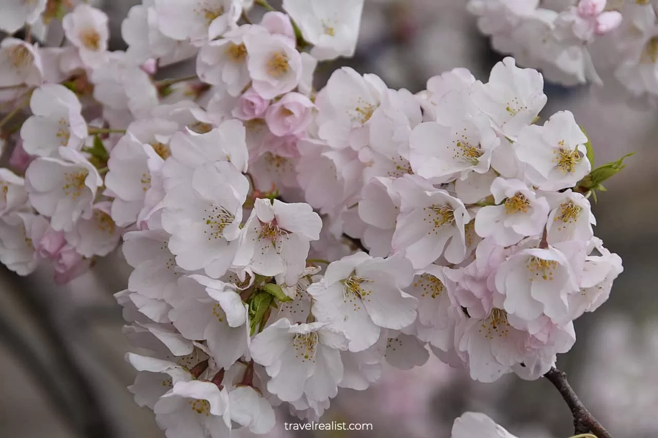 Close-up view of blossom in Washington, D.C., United States