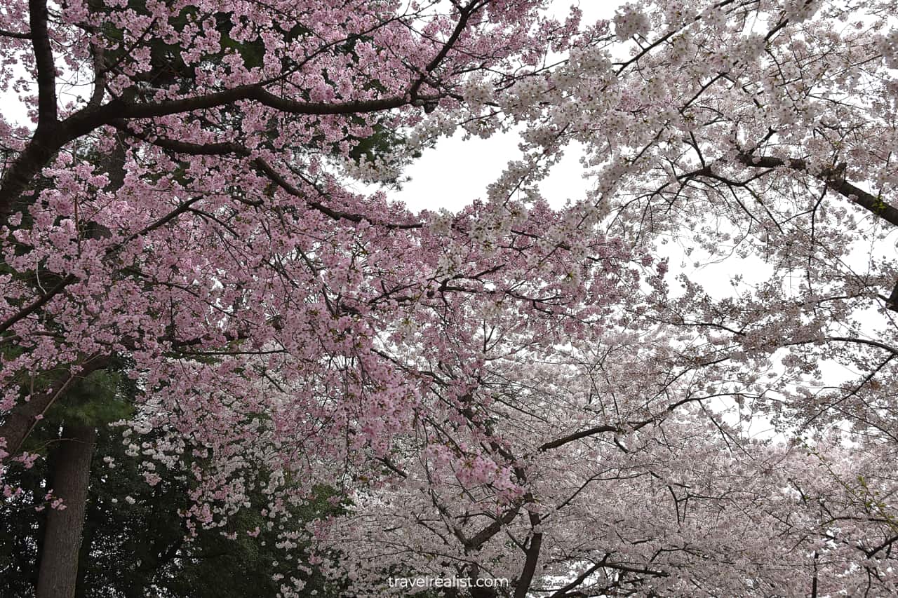 White and pink cherry blossom trees in Washington, D.C., United States