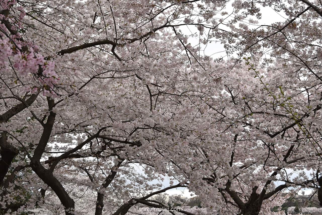 Blooming trees near Thomas Jefferson Memorial in Washington, D.C., United States