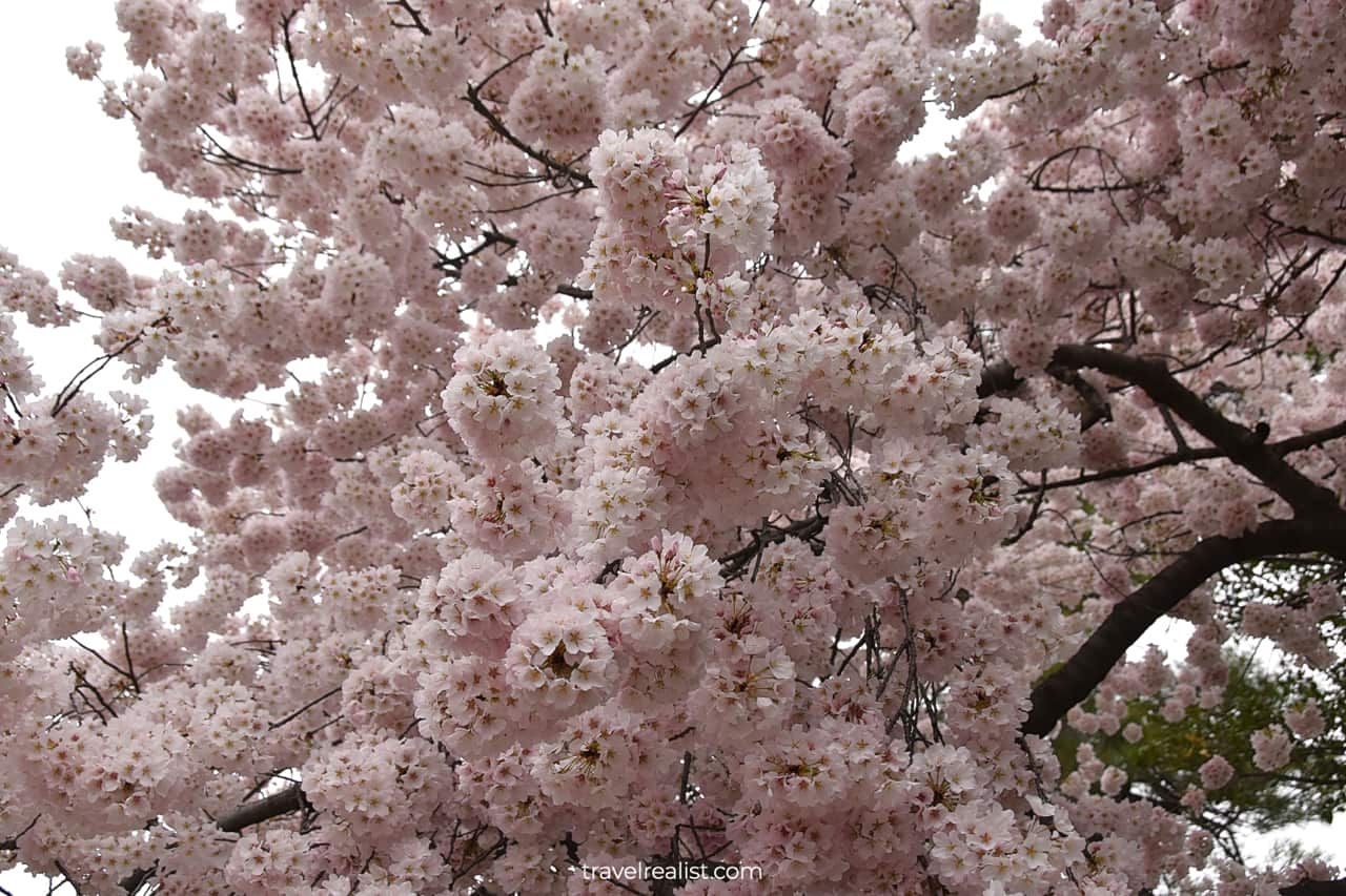 Massive cherry blossoms at Tidal Basin in Washington, D.C., United States