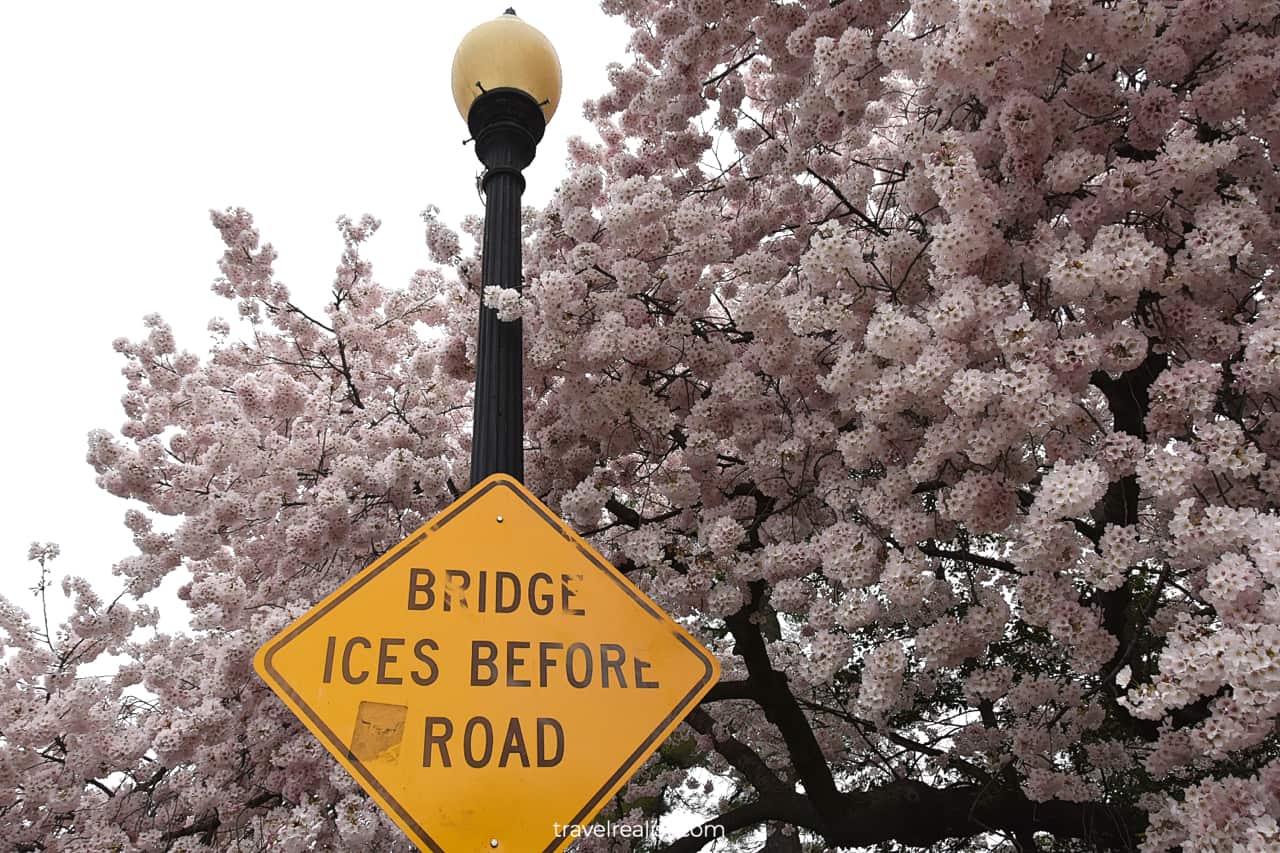 Road sign covered in cherry blossoms in Washington, D.C., United States