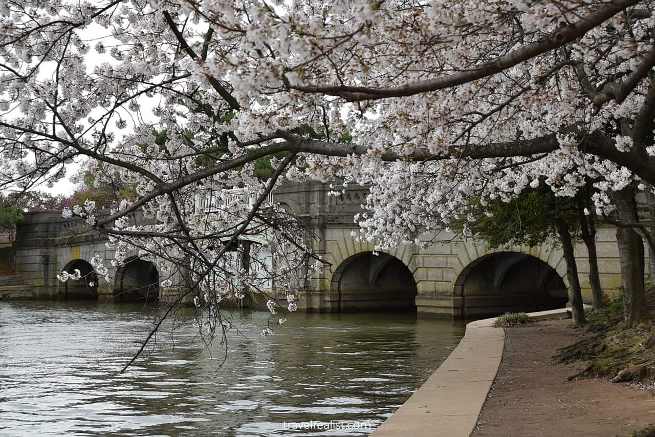 Cherry blossom tree and Outlet Bridge in Washington, D.C., United States