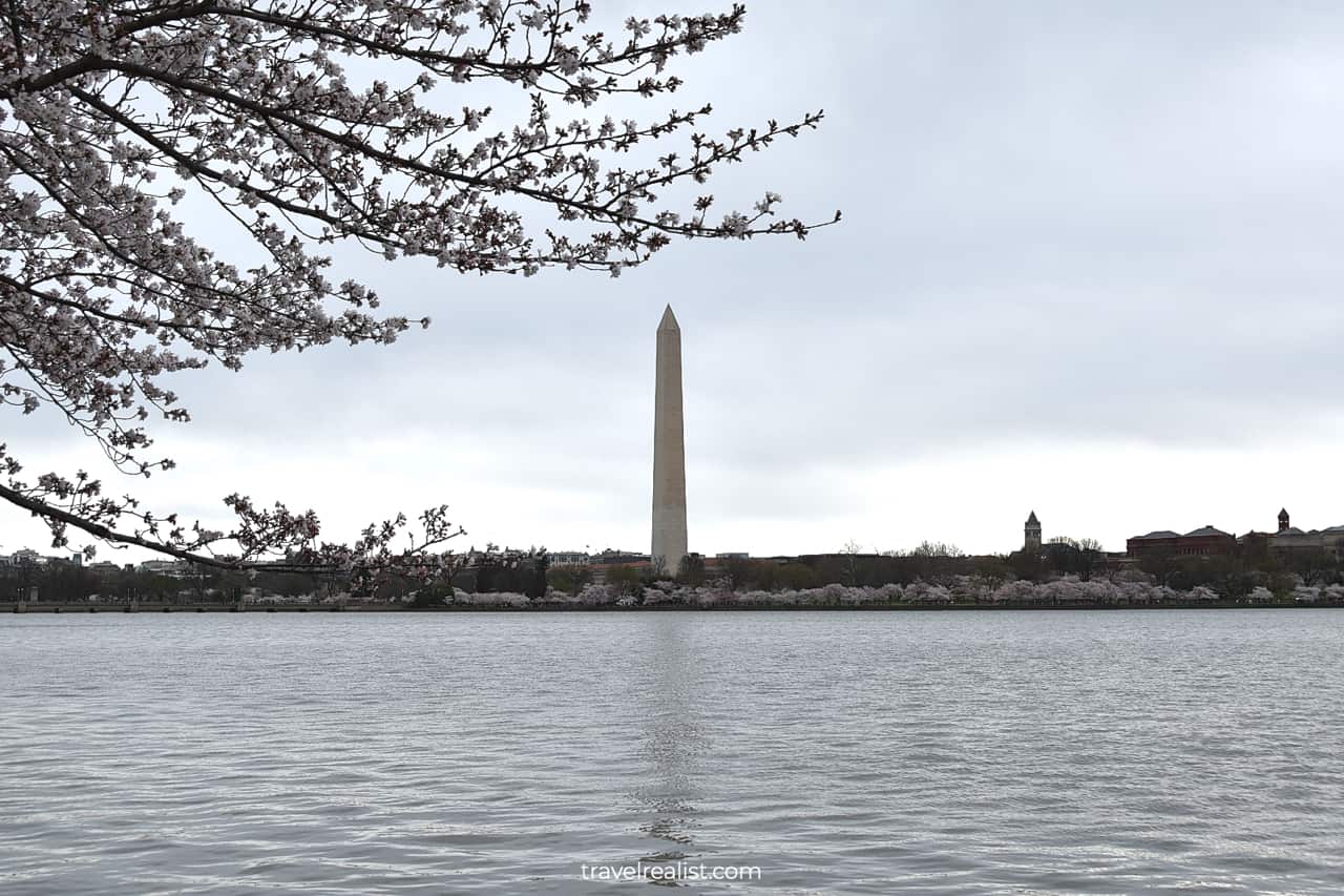 Blooming tree and Washington Monument in distance in Washington, D.C., United States