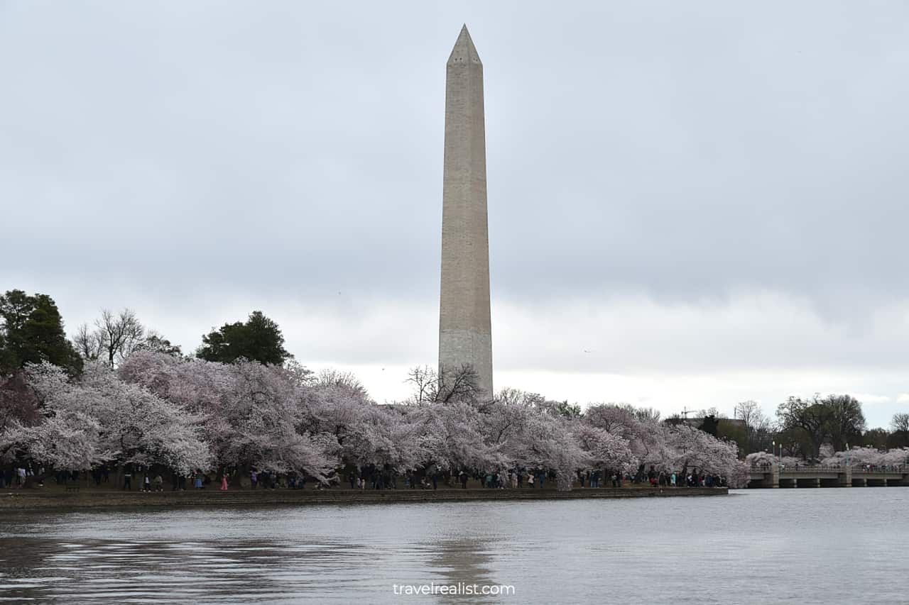 Washington Monument reflection in Tidal Basin with blooming cherries in Washington, D.C., United States