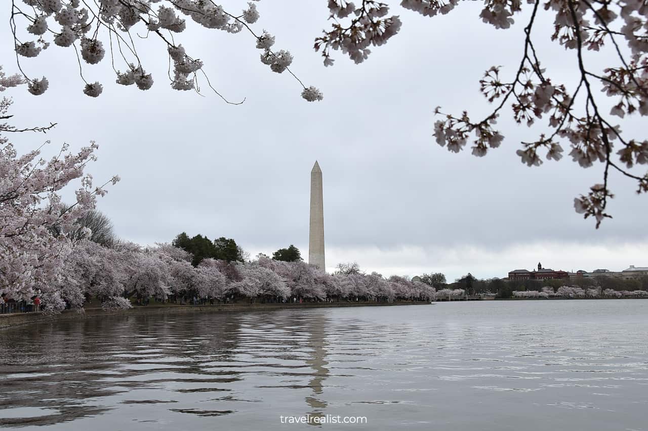 Cherry blossom trees and Washington Monument in Washington, D.C., United States