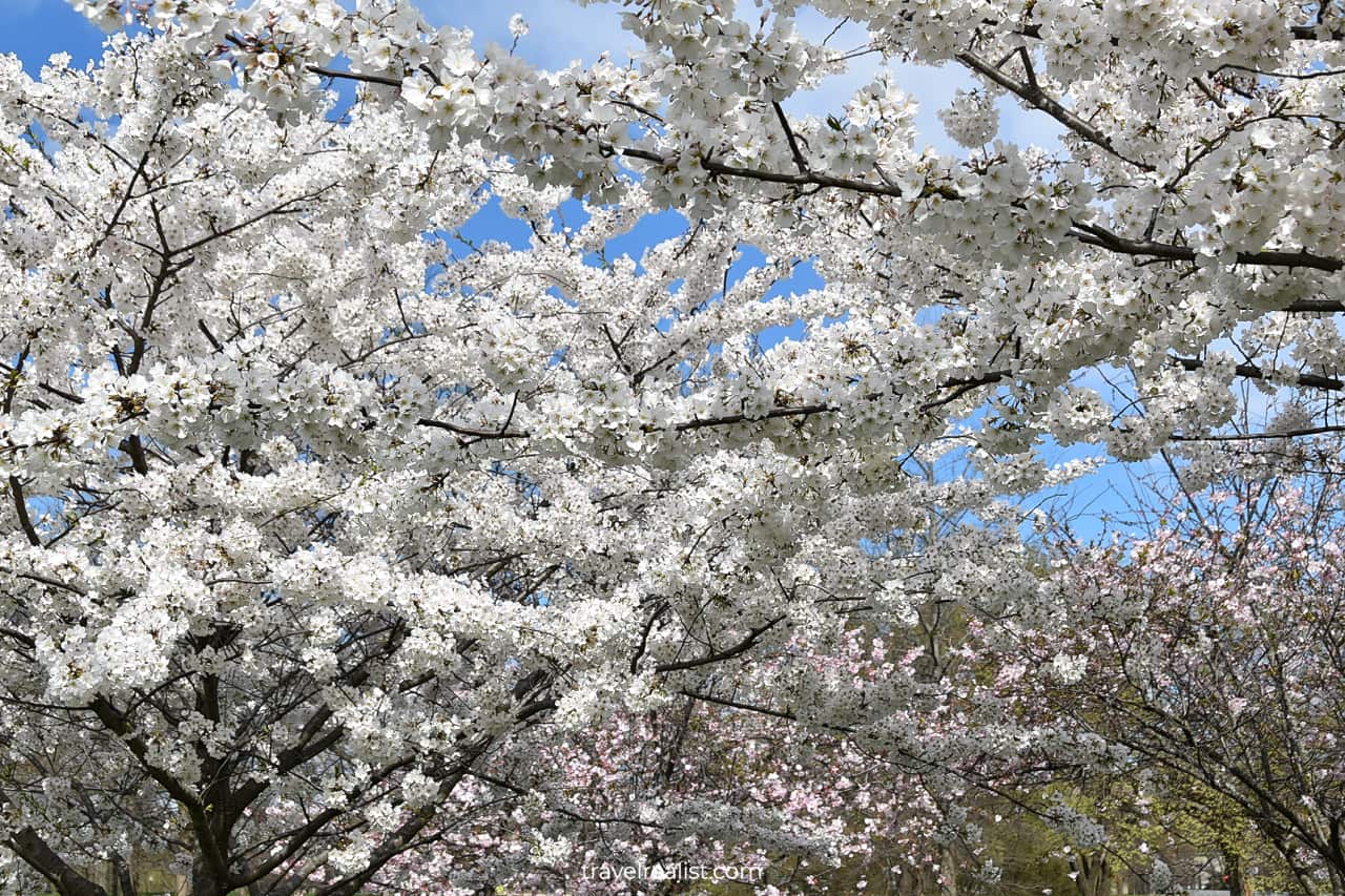 Cherry blossom trees near the Ellipse lawn in Washington, D.C., United States