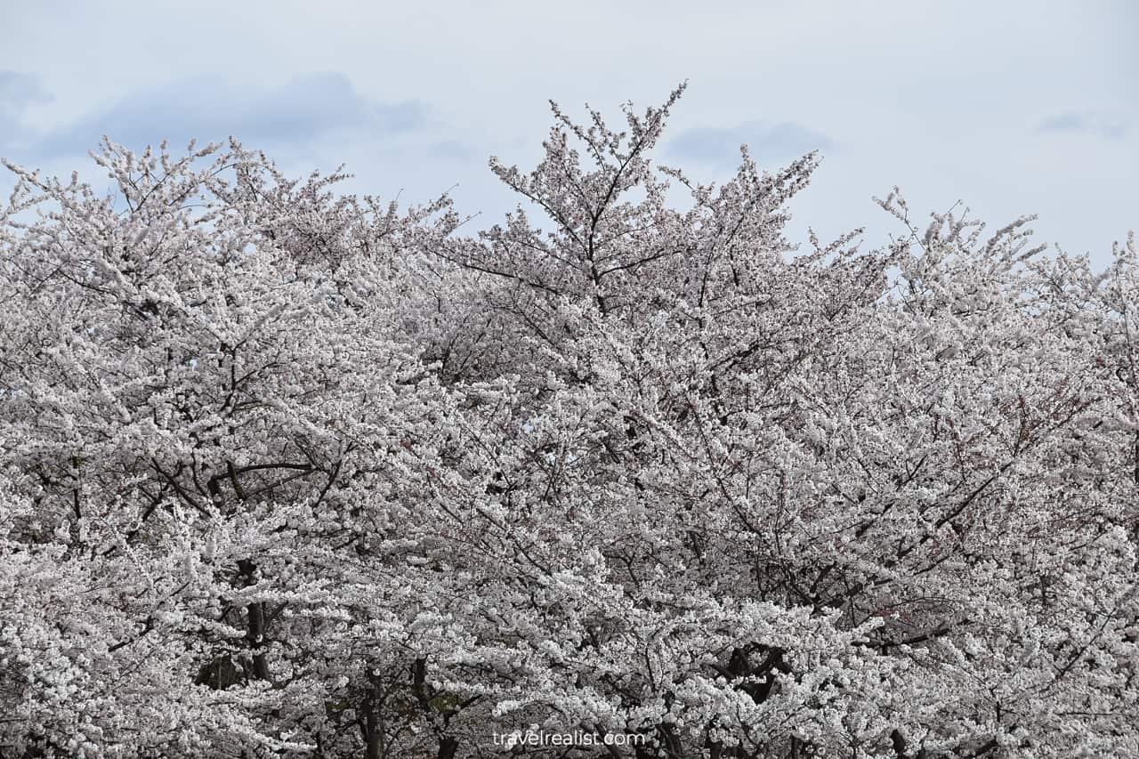 Blooming trees in Washington, D.C., United States