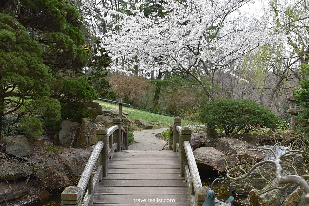 Bridge and blooming tree at Hillwood Estate in D.C., United States