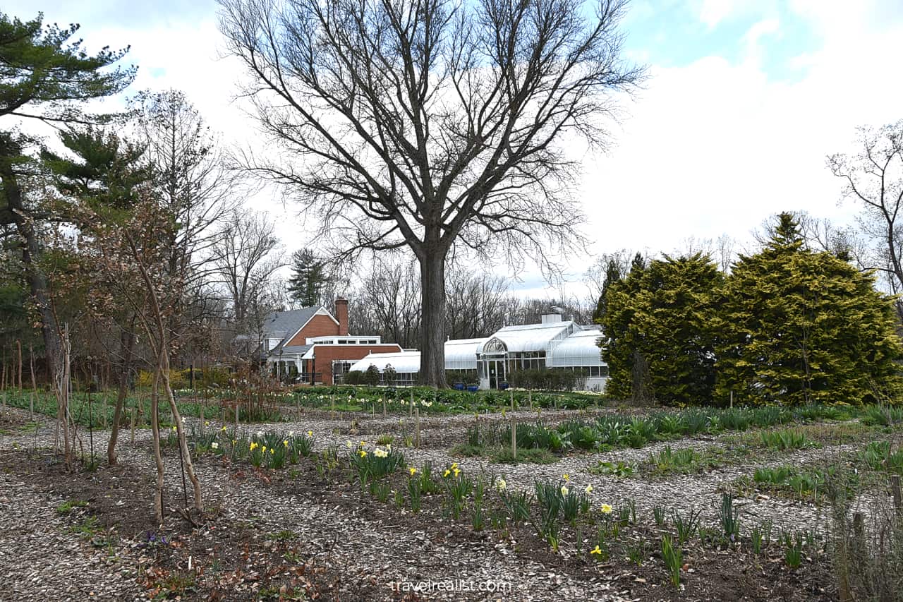 Daffodils in Cutting Garden at Hillwood Estate in D.C., United States
