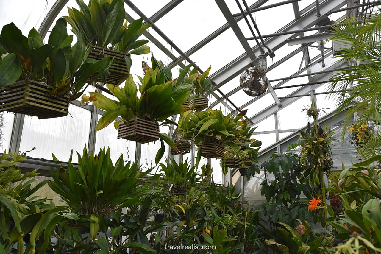 Ferns in wooden boxes in Greenhouse of Hillwood Estate in D.C., United States