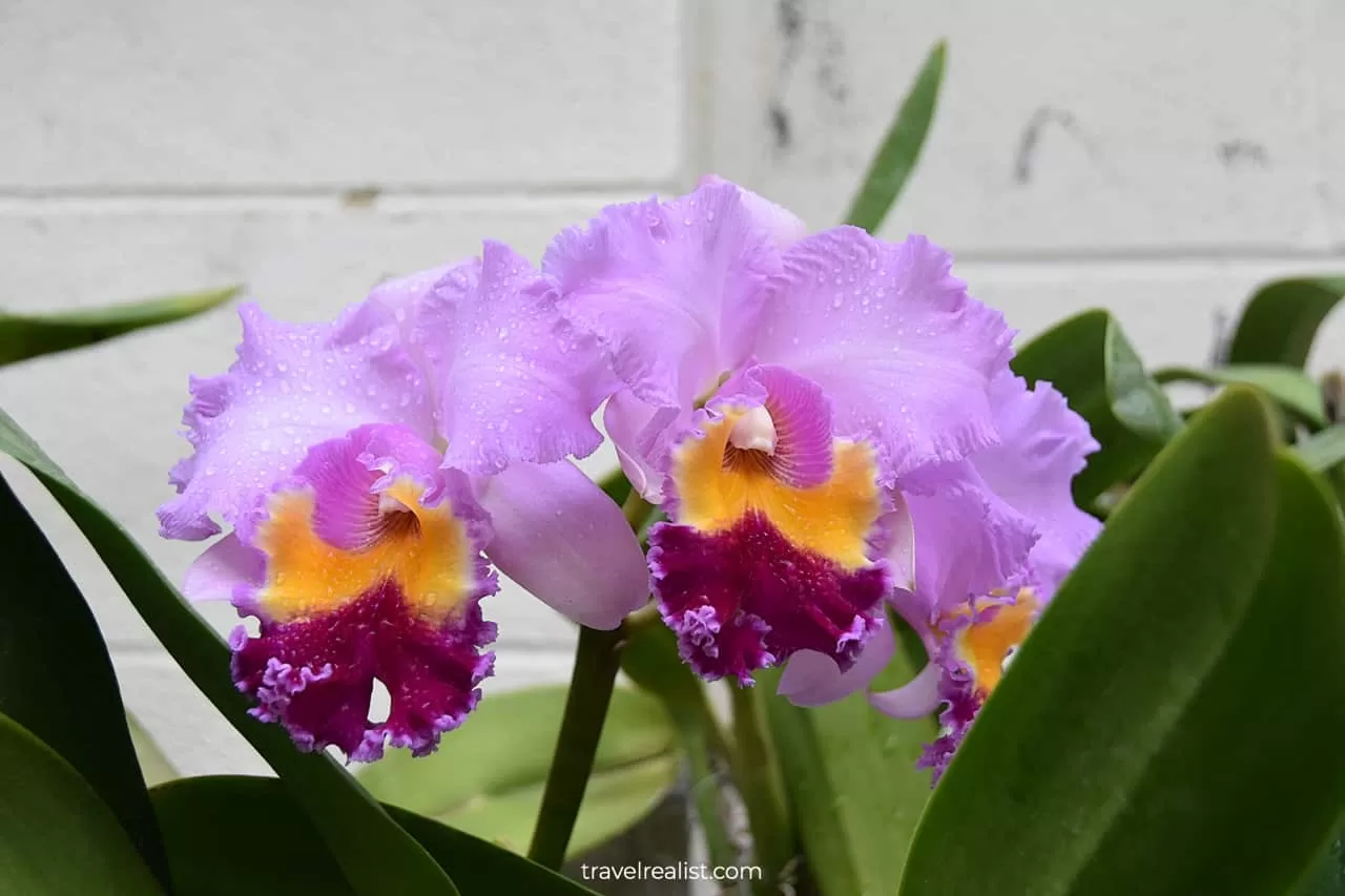 Freshly watered orchid at Hillwood Estate in D.C., United States