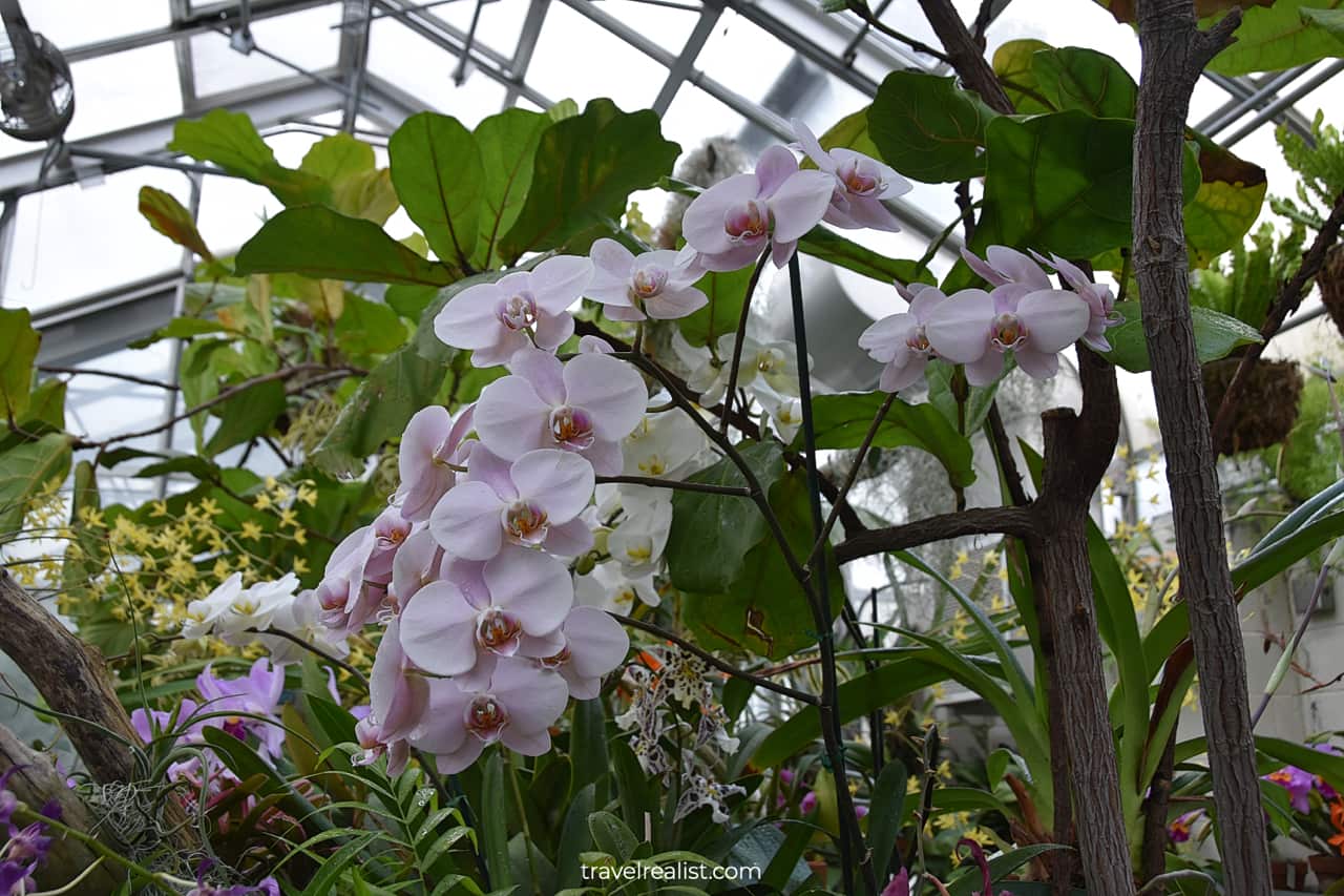 Orchid tree in Greenhouse at Hillwood Estate in D.C., United States