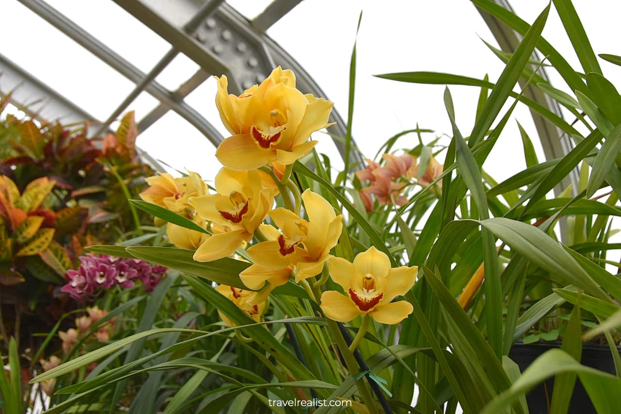 Yellow orchid blooming in Greenhouse of Hillwood Estate in D.C., United States