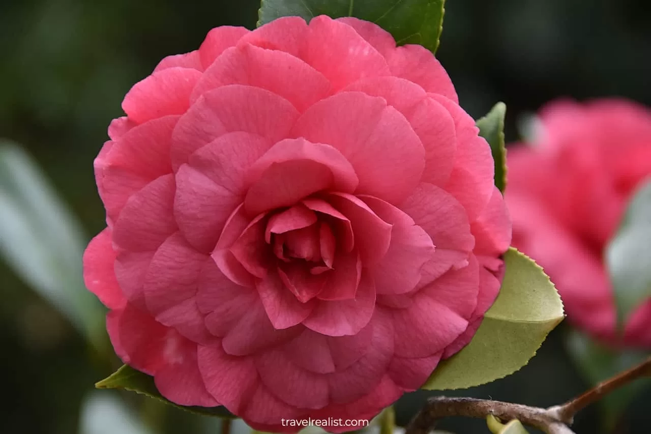 A blooming rose in French Parterre at Hillwood Estate in D.C., United States