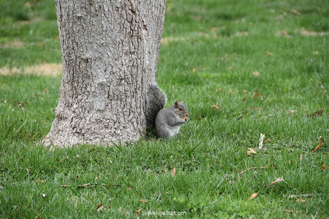 Squirrel eating in Washington, D.C., United States